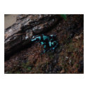 Poision Dart Frog posters