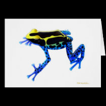 Poison Dart Frog Card