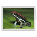 Poison Dart Frog cards