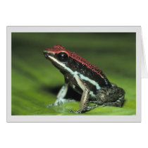 Poison Dart Frog cards by bm1959h Poison Dart Frog cards