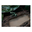 Poison Dart Frog posters