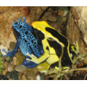 Poison Dart Frogs print