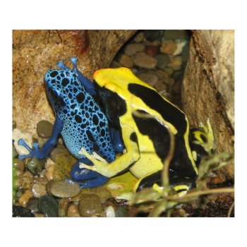 Poison Dart Frogs print