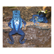 Poison Dart Frogs posters by beverlytazangel Poison Dart Frogs posters