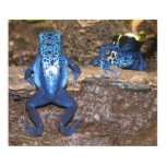 Poison Dart Frogs Posters