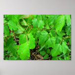 Poison ivy posters