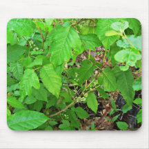 Poison ivy with flowers mousepad