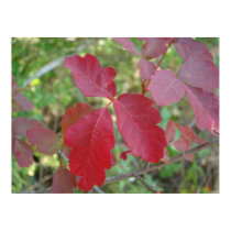 Poison Oak Poster posters
