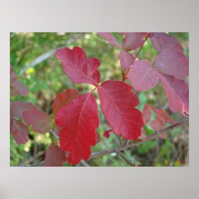 poison oak leaves. Poison Oak Poster by