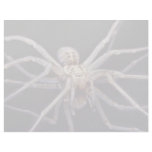 Poisonous menacing recluse spider letterhead template