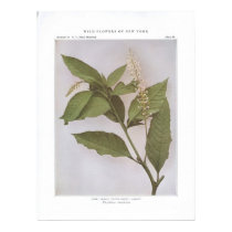Poke; Skoke; Pigeon Berry; Garget posters