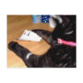 POKER PLAYING CAT HAS POCKET ACES POSTCARD
