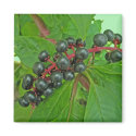 Ímã das bagas do Pokeweed ímãs by CarolsCamera Ímã das bagas do Pokeweed ímãs