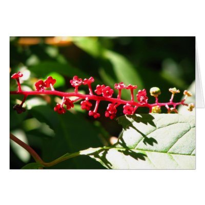 Pokeweed Cartões por ktyqueen
