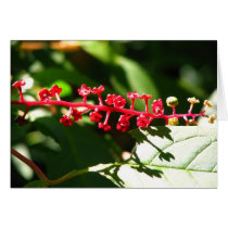 Pokeweed cartões
