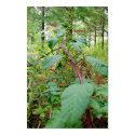 Pokeweed pôsteres by Freese Pokeweed pôsteres