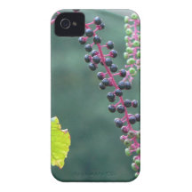 Pokeweed with Ripening Berries iPhone 4 Cover