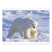 POLAR BEAR 1 CUSTOM INVITATIONS