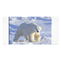POLAR BEAR 1 CUSTOM PHOTO CARD