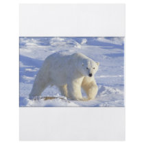 POLAR BEAR 1 flyers