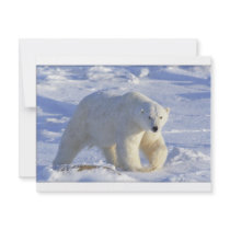 POLAR BEAR 1 CUSTOM INVITATIONS
