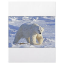 POLAR BEAR 1 LETTERHEAD DESIGN