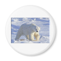 POLAR BEAR 1 MAGNET