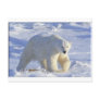POLAR BEAR 1 POSTCARD