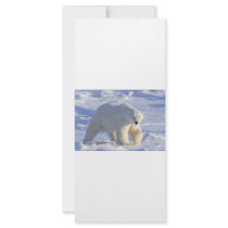 POLAR BEAR 1 rack cards