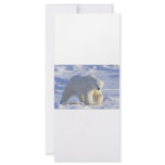 POLAR BEAR 1 CUSTOM RACK CARD