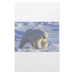 POLAR BEAR 1 PERSONALIZED STATIONERY