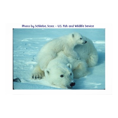 Polar bear and cub print by moxieann