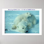 Polar bear and cub posters