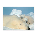 Polar Bear and Cubs - Customized Postcards