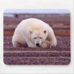 Polar Bear At Rest Mouse Pads Polar Bear At Rest Mouse Pads