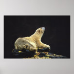 Polar Bear Attitude Print