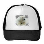 polar bear, bear, large bear, mammal, polar, white bear, white polar bear, arctic, arctic bear, bears, zoo, animal, wild life, wild animal, animals