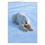 Polar Bear Blue Card