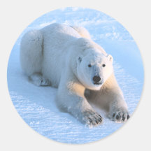 Polar Bear Blue Round Sticker