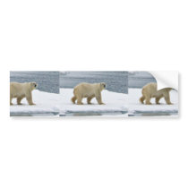 Polar Bear Bumper Sticker