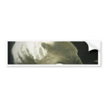 Polar Bear Bumper Sticker