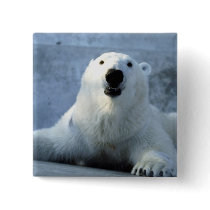 Polar Bear buttons