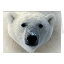 Polar Bear Cards