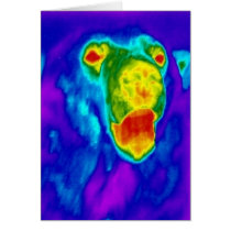 Polar Bear cards