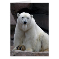 Polar Bear cards
