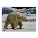Polar Bear cards by bseth99 Polar Bear cards