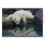 Polar Bear Cards - Reflections cards