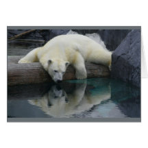 Polar Bear Cards - Reflections