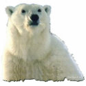 "POLAR BEAR CHIEF" Photo Sculpture photo sculptures