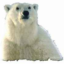 "POLAR BEAR CHIEF" Photo Sculpture photo sculptures